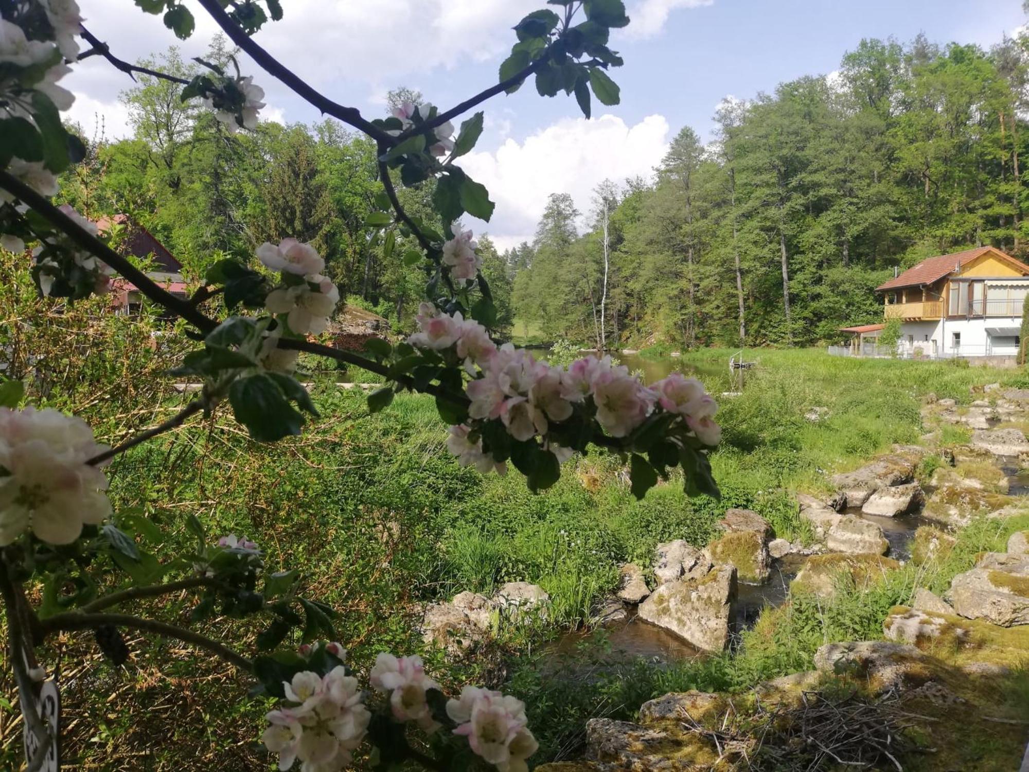Ferienwohnung Und Sommerhaus Unter Der Burg Falkenberg  Экстерьер фото